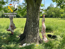 Veterinarios ayudan a destapar dos mataderos ilegales de corderos en Castilla y León