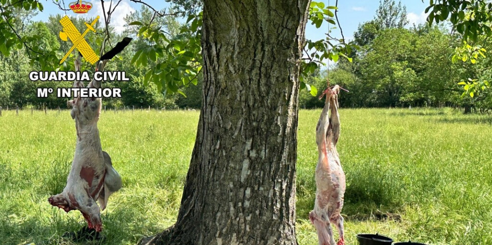 Veterinarios ayudan a destapar dos mataderos ilegales de corderos en Castilla y León