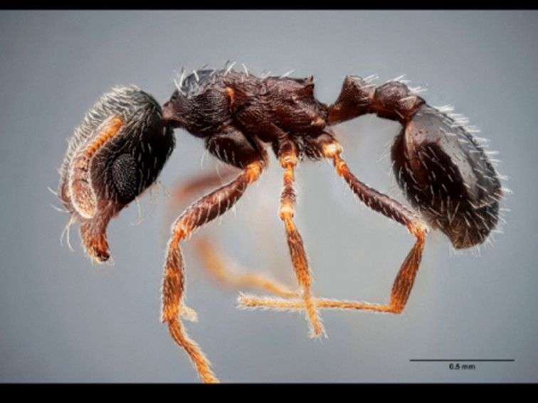 Identifican dos nuevas especies de hormigas en España