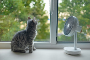 Cómo evitar golpes de calor en las mascotas