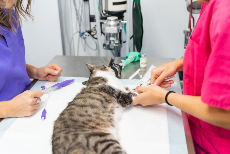 Guía para veterinarios sobre cómo mejorar la atención posparo cardíaco en perros y gatos