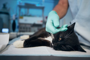 Publican la primera descripción de colecistitis enfisematosa en una cohorte de gatos