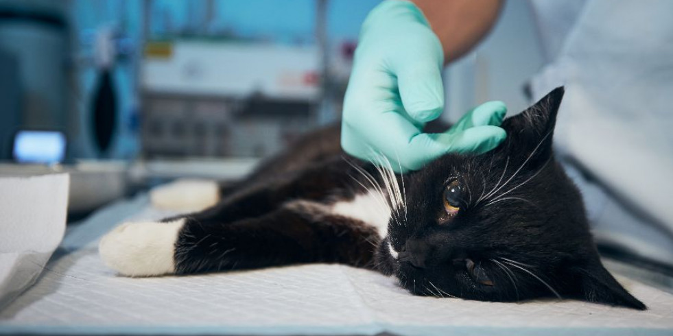 Publican la primera descripción de colecistitis enfisematosa en una cohorte de gatos
