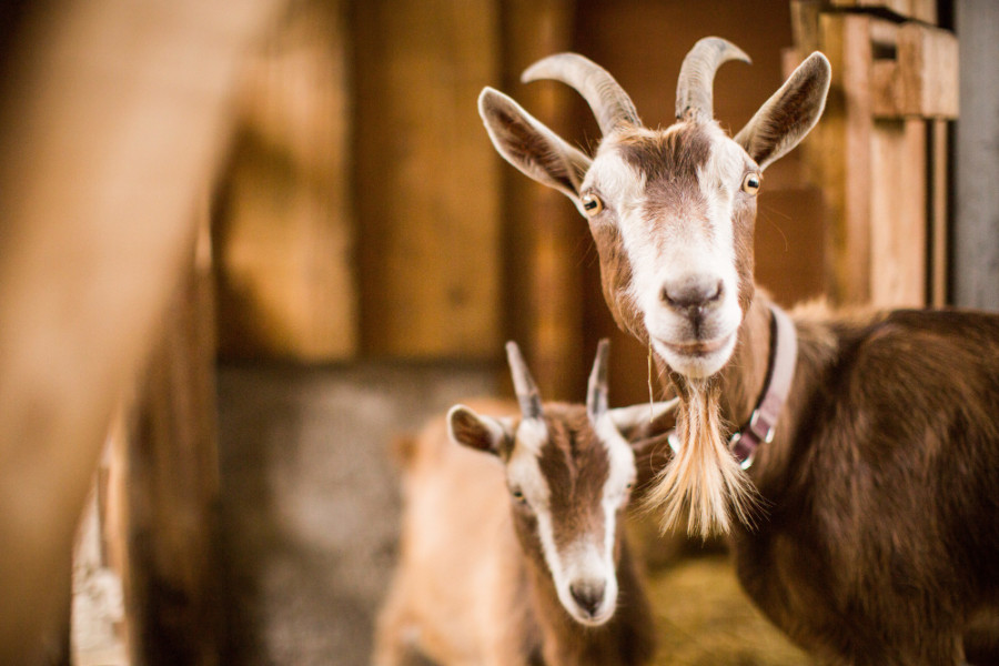 peste pequeños rumiantes marruecos