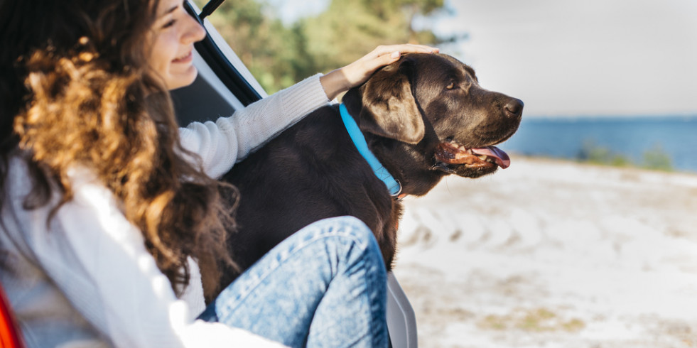 Claves para viajar de forma segura y responsable con un perro este verano