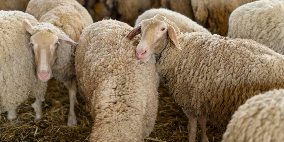 Detectan la recirculación del serotipo 3 del virus de la lengua azul en la provincia de Málaga