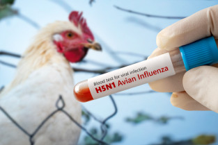 Confirman la muerte de un hombre por gripe aviar H5N1 en Camboya