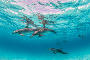 Gran Canaria reúne a los mayores expertos mundiales en Sanidad de Fauna Silvestre
