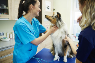 Zoetis, pionero en dermatología veterinaria con Lokivetmab: medicina humana aprueba un tratamiento similar contra la IL-31
