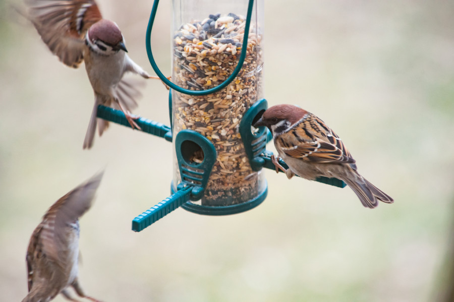 Dieta proteinas aves infecciones