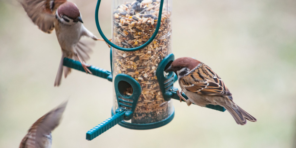 Un estudio revela que una dieta rica en proteínas mejora la capacidad de las aves para tolerar las infecciones