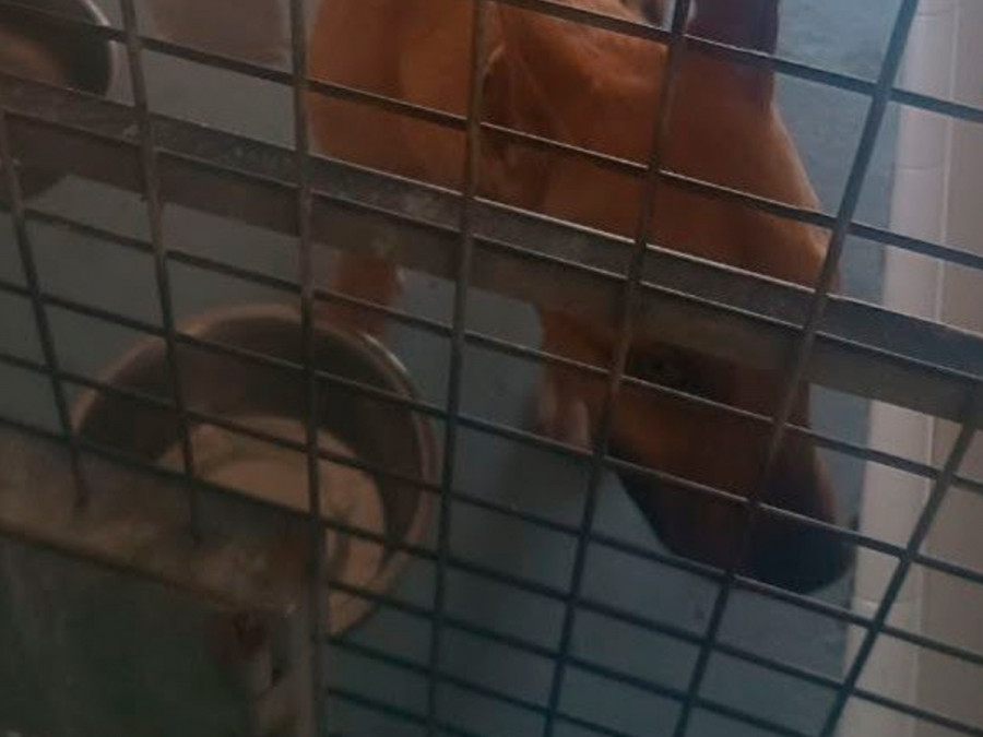 Perro zoosanitario sevilla