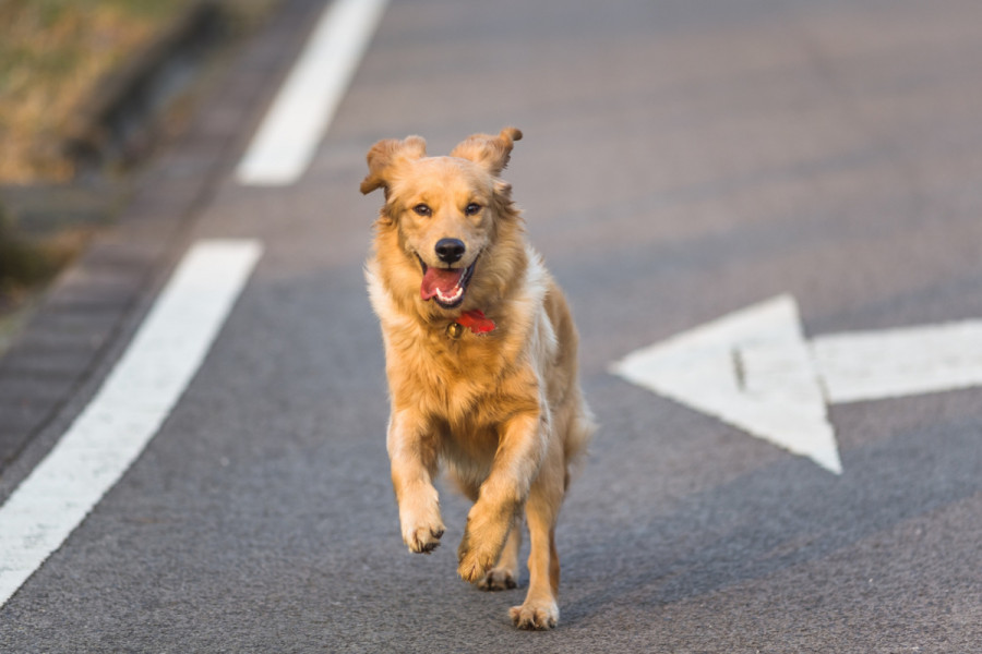 Perro carretera verano atropellos