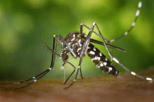España establece un nuevo sistema basado en IA capaz de detectar mosquitos vectores en menos de cinco minutos