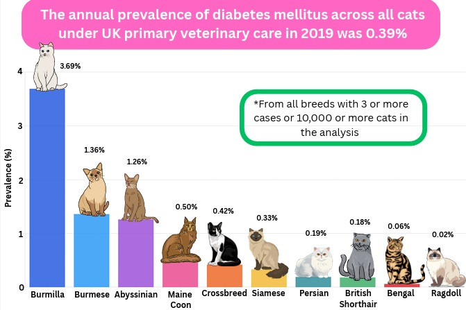 Diabetes gatos