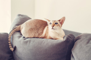 Nuevo estudio sobre la diabetes en gatos destaca la importancia de un diagnóstico más temprano