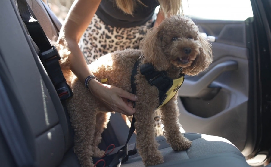 Perro coche seguridad (1)