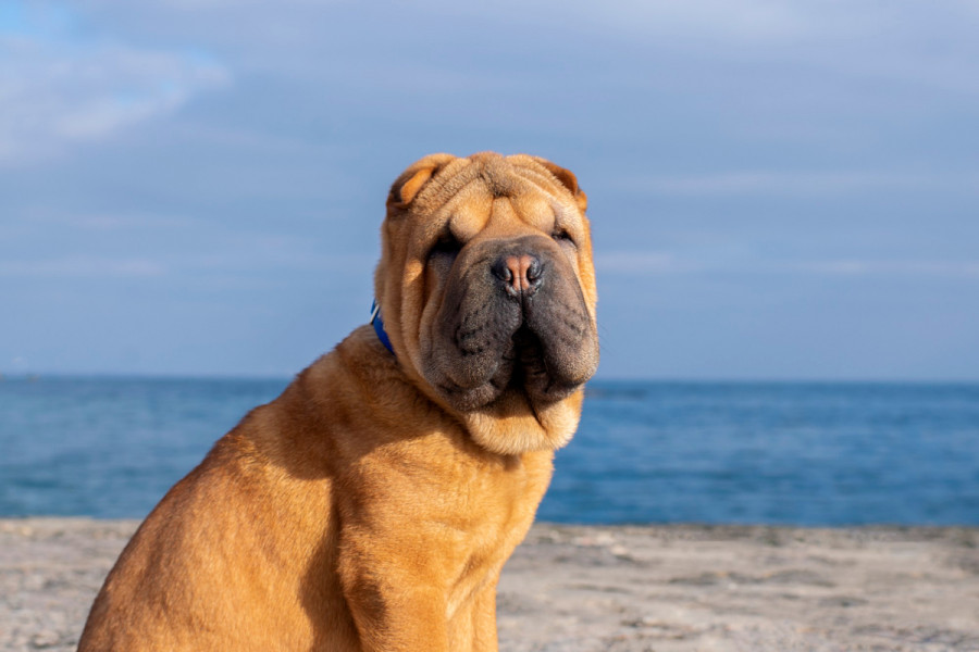 Razas perros párpados anormales shar pei