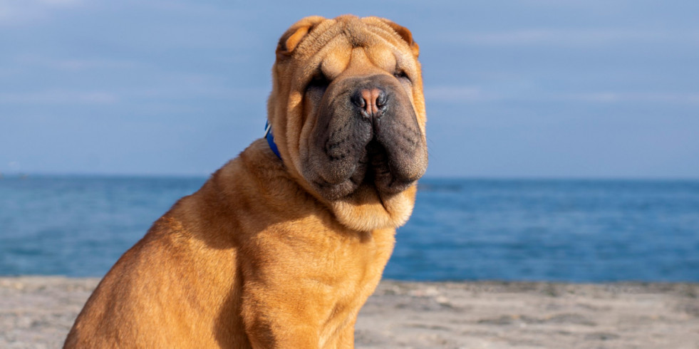 Una nueva investigación revela las razas de perros que padecen párpados anormales