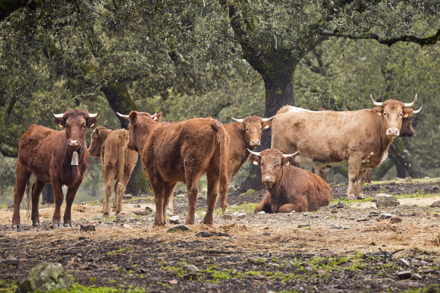 Vacas dermatosis nodular contagiosa