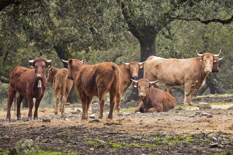 ¿Cómo saber si un animal ha contraído la dermatosis nodular contagiosa? Piden comunicar de forma inmediata