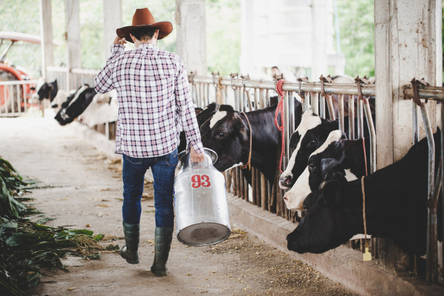 Vacas lecheras hipocalcemia fiebre leche