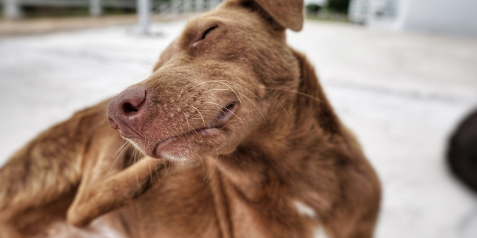 Nueva guía práctica “Qué hacer con... prurito y leishmaniosis” para veterinarios