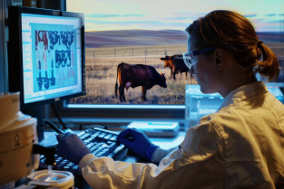 Inteligencia artificial: ¿Cómo está transformando la vigilancia de enfermedades y la práctica veterinaria?