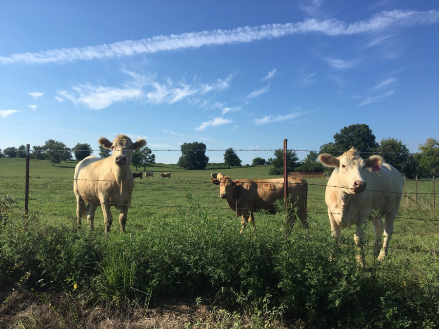 Vacas cambio climático