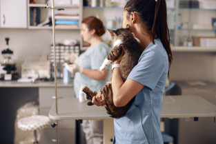 Evalúan diez factores clave de riesgo para acabar con el agotamiento de auxiliares veterinarios