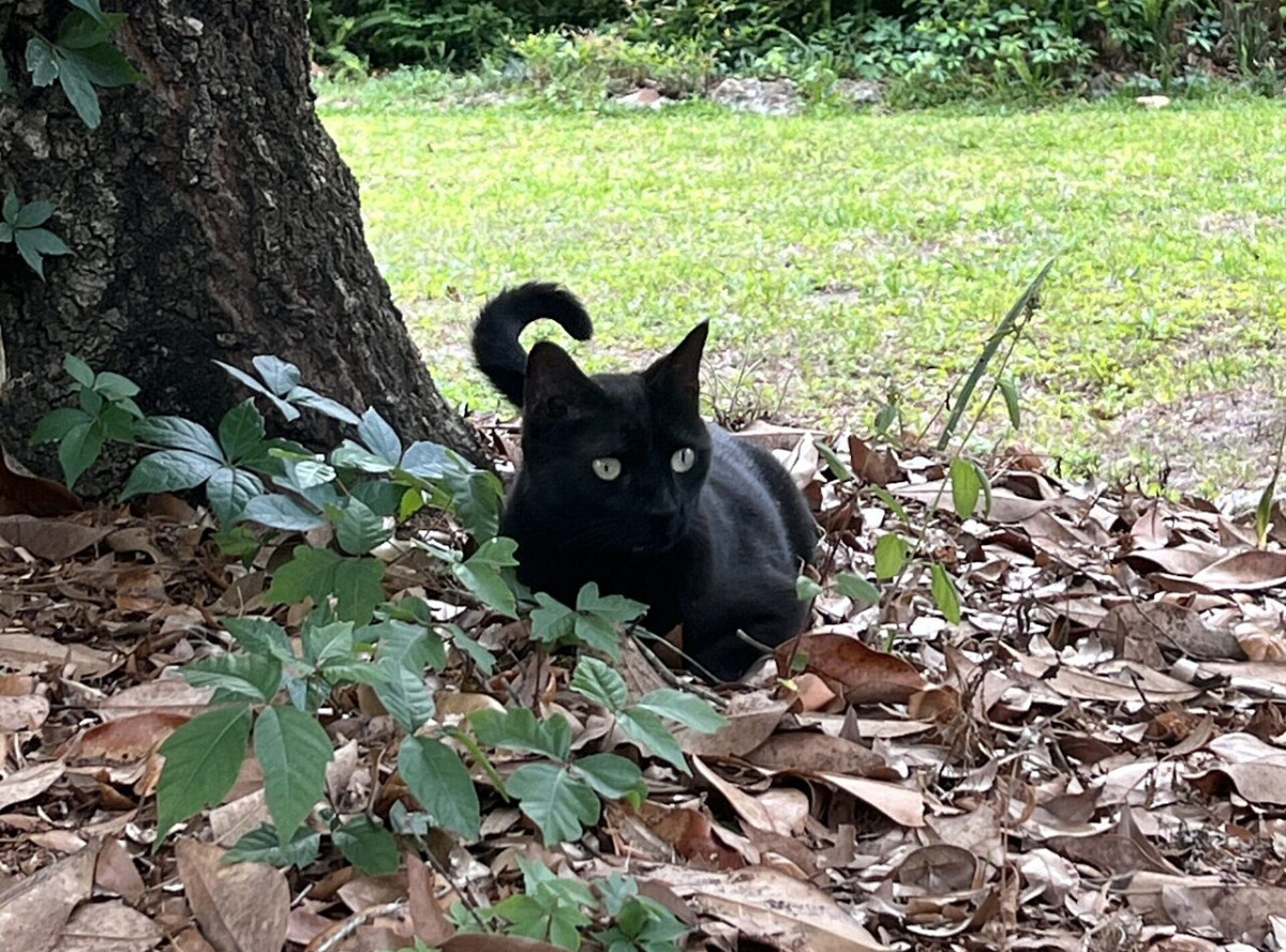 gato estudio orthoreovirus