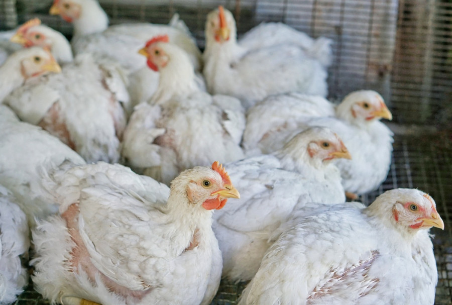 Pollos de engorde