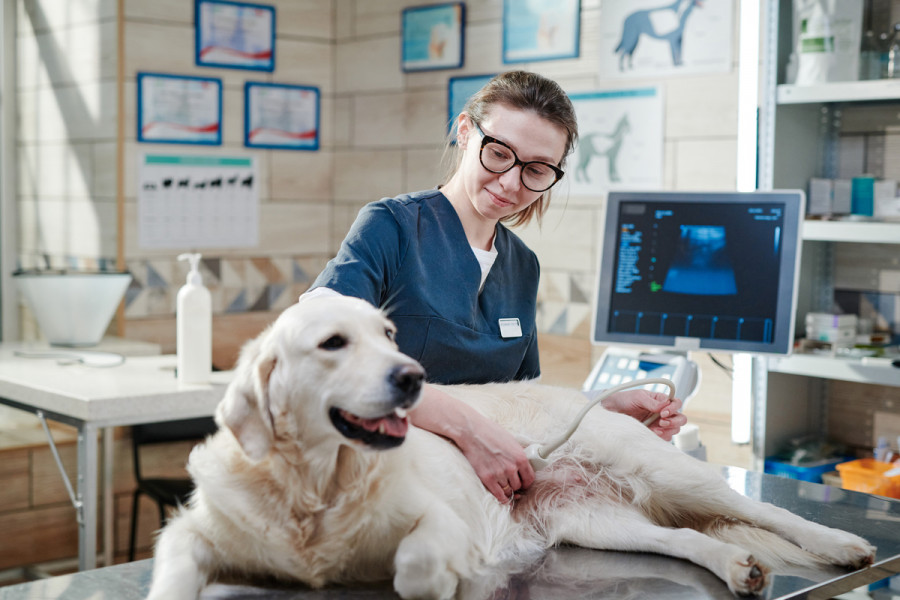 veterinaria