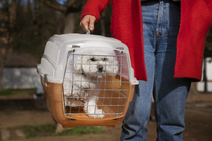 Perro transporte marruecos ucrania