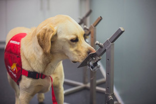 Un estudio revela que los perros de biodetección detectan con éxito la enfermedad de Parkinson mediante el olor