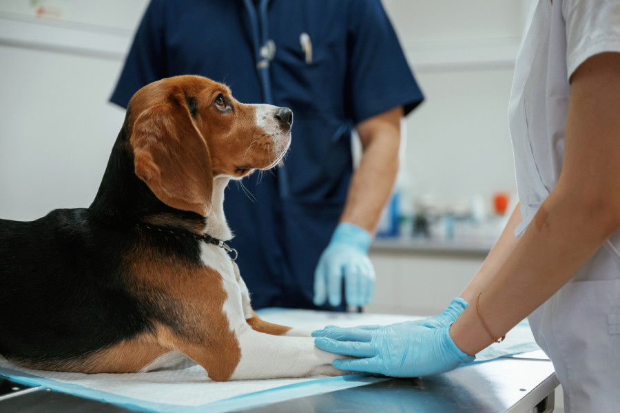 Marcador de diagnóstico rápido  dirofilariosis canina orina