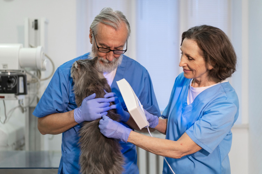 Veterinarios situación España