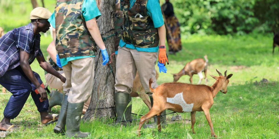 Veterinarios españoles colaboran en Malawi al desarrollo local desde un enfoque One Health
