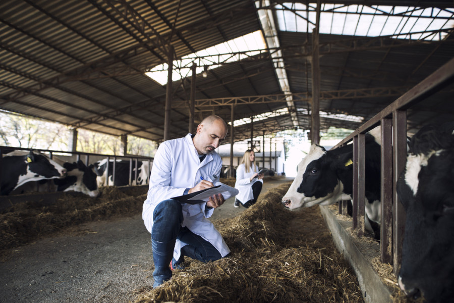 Veterinarios evaluando al ganado