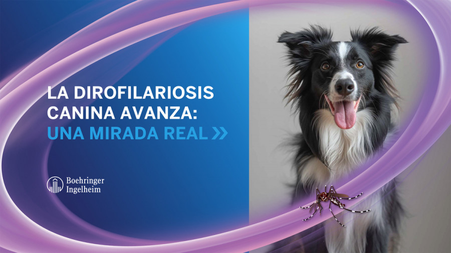 Boehringer Ingelheim dirofilariosis canina (1)