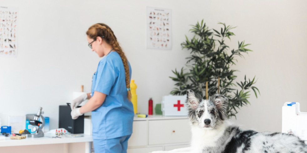 ¿Cuál es el grado de conocimiento de los veterinarios de Portugal sobre el uso de células madre en mascotas?