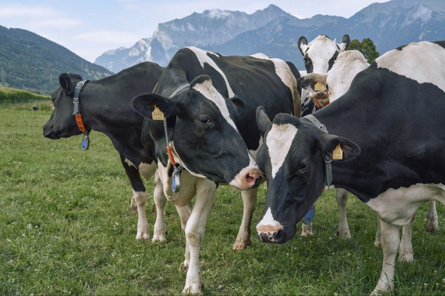 Diarrea vírica bovina
