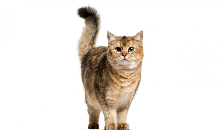 Gato senvelgo