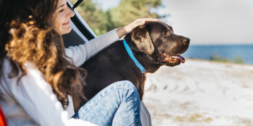 Claves para cuidar del bienestar del perro en el destino de vacaciones