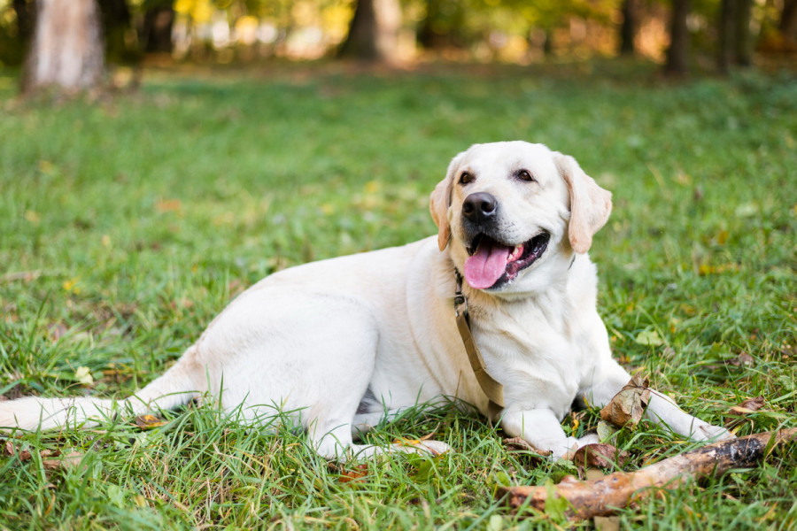 fármacos ligamento cruzado perros