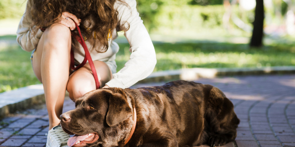 Los perros también sufren el calor, ¿cómo lo gestionan?