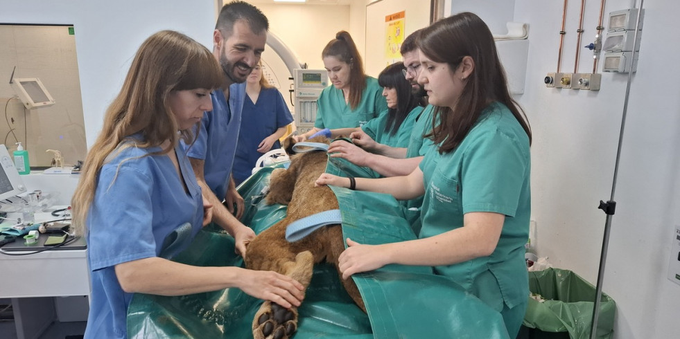 Veterinarios españoles desarrollan un tratamiento pionero que permite a dos leones africanos recuperar la movilidad