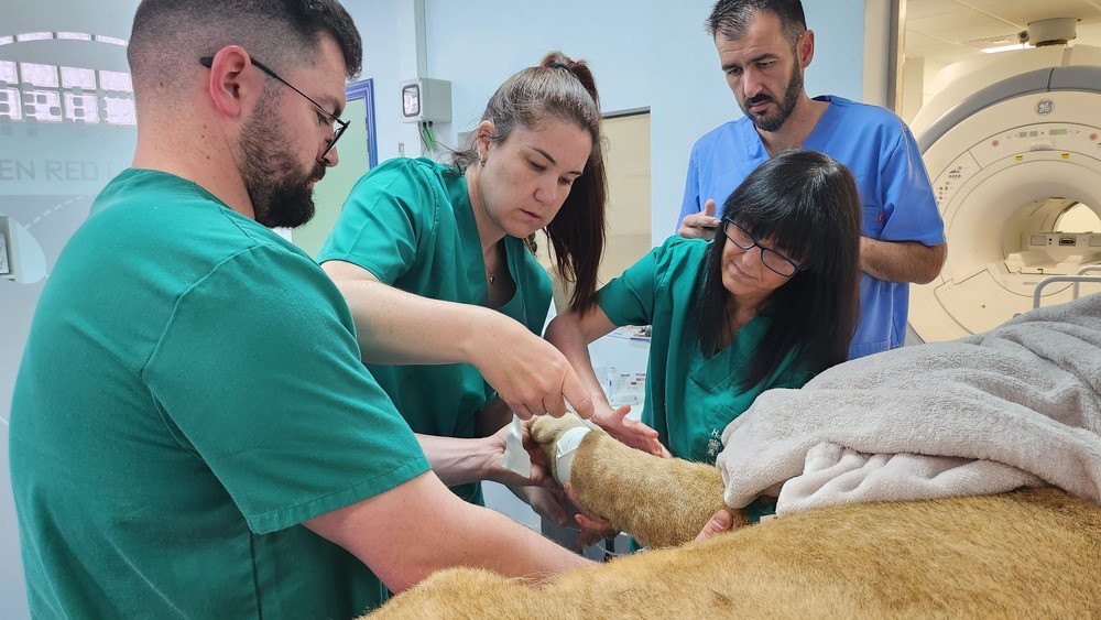 HospitalVeterinarioULE LeonesdeCabarceno (3)