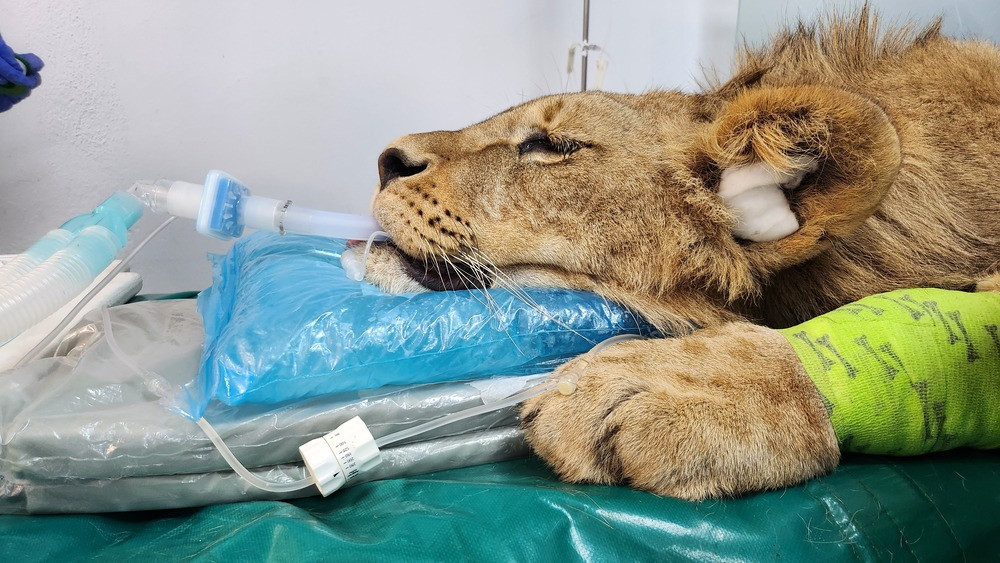 HospitalVeterinarioULE LeonesdeCabarceno (5)