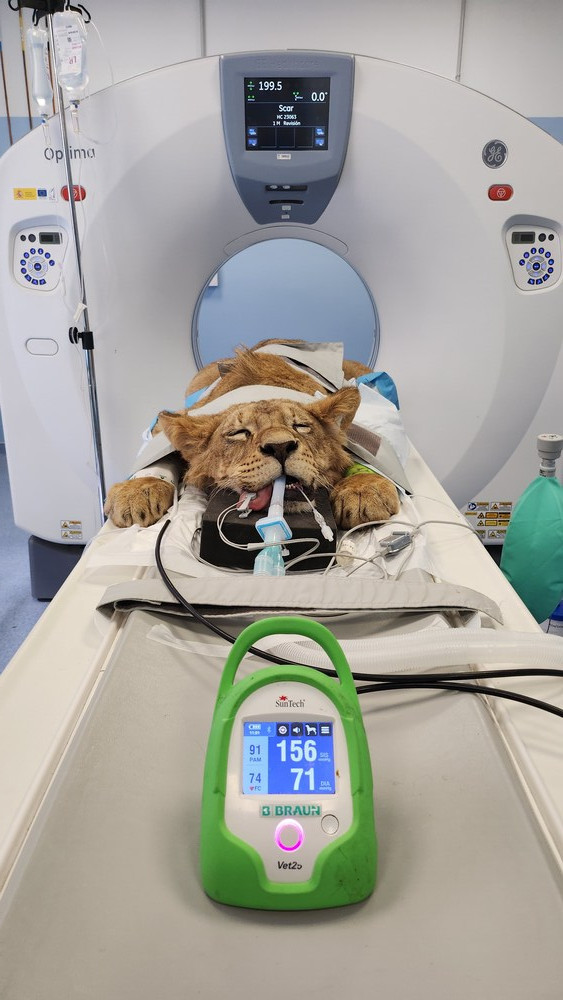 HospitalVeterinarioULE LeonesdeCabarceno (6)